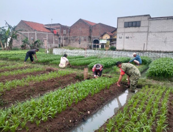 Babinsa Bojongsalam Gerakkan Warga Tanam Kangkung untuk Ketahanan Pangan
